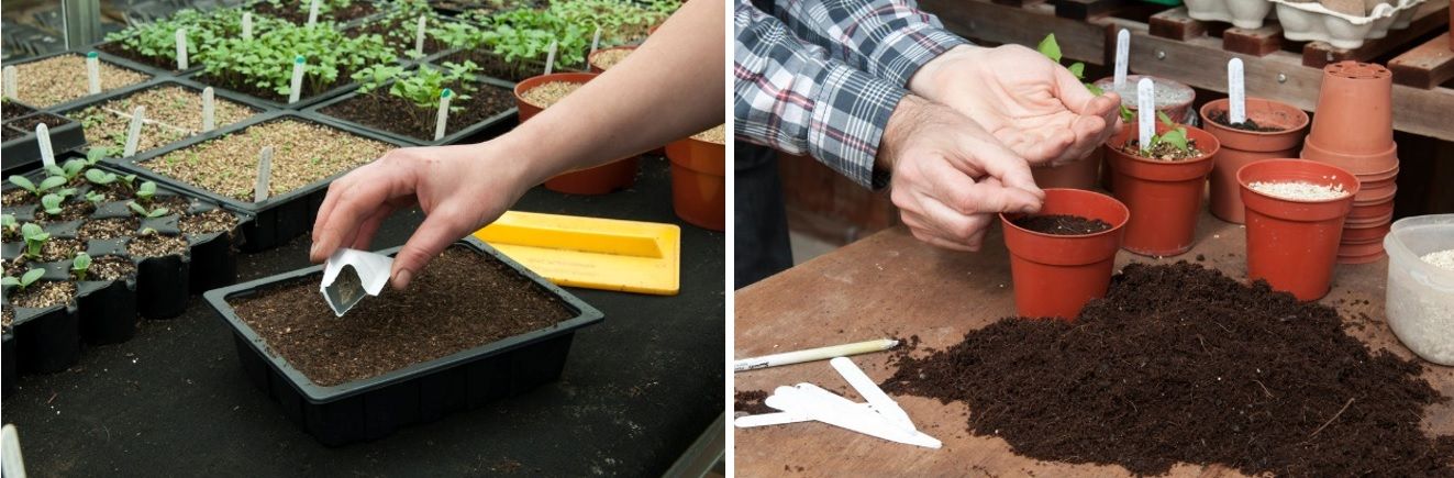 sowing-seeds