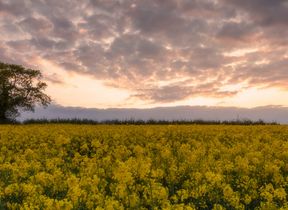 Spring flowers