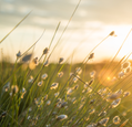suncanva