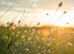 suncanva