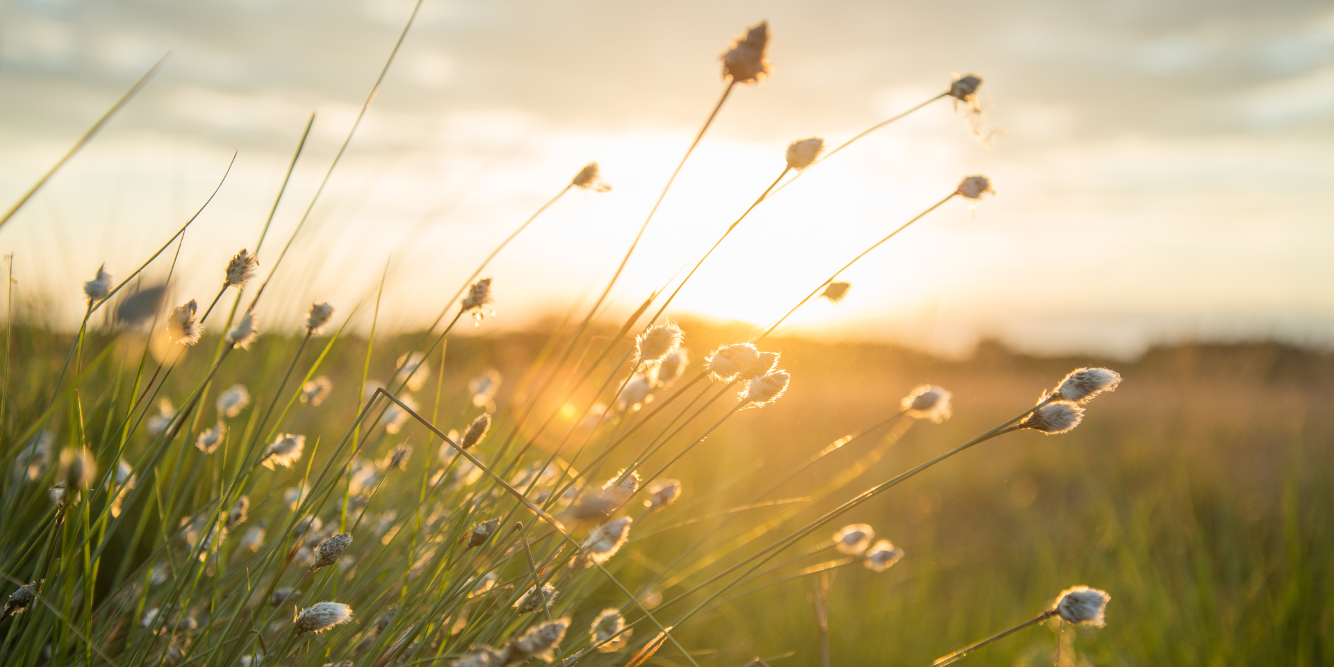 The sun setting over a field.