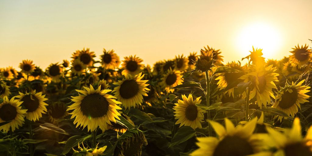 Sunshine Examples How we measure sunshine and radiation - Met Office
