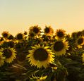 sunflowers-in-the-evening-sunshine