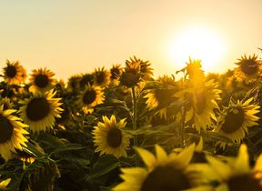 sunflowers-in-the-evening-sunshine