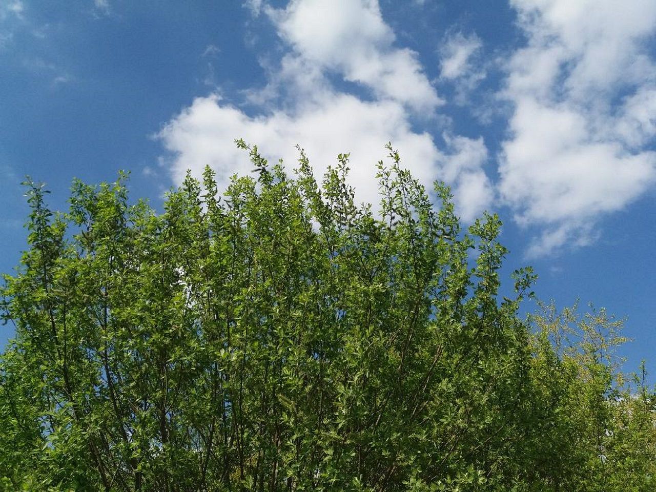sunny-with-clouds