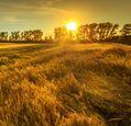 sunset-over-a-field-of-wheat