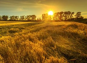 sunset-over-a-field-of-wheat