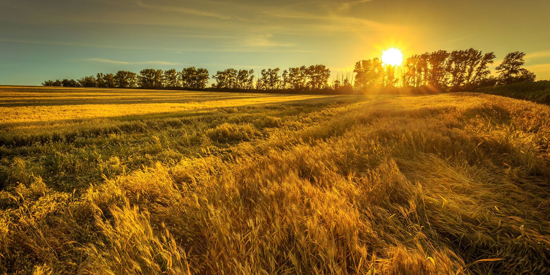 sunset-over-a-field-of-wheat