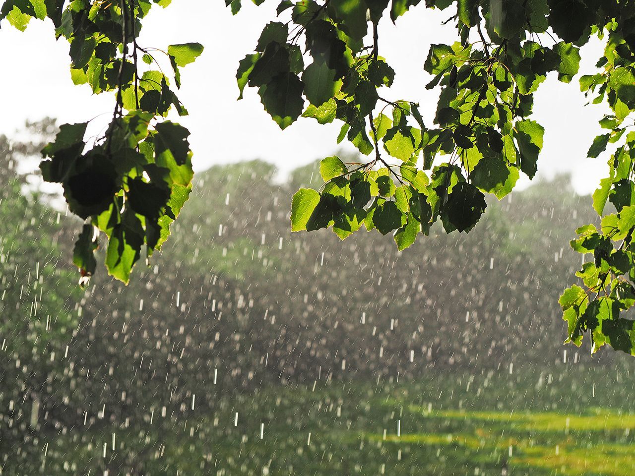 sunshine-and-showers-small