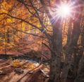 sunshine-lighting-an-autumn-woodland