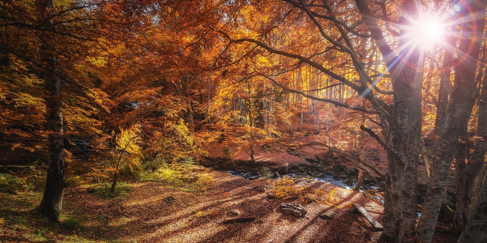 sunshine-lighting-an-autumn-woodland