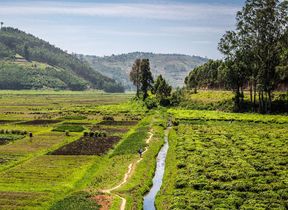 tea-plantation-in-rwanda