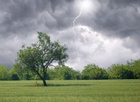tree-in-a-field-and-stormy-skies-with-lightning-strike