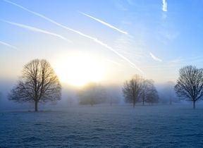 trees-in-a-misty-field