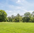 trees-lining-a-sunny-field
