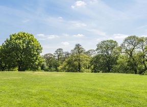 trees-lining-a-sunny-field