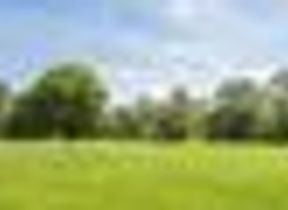 trees lining a sunny field