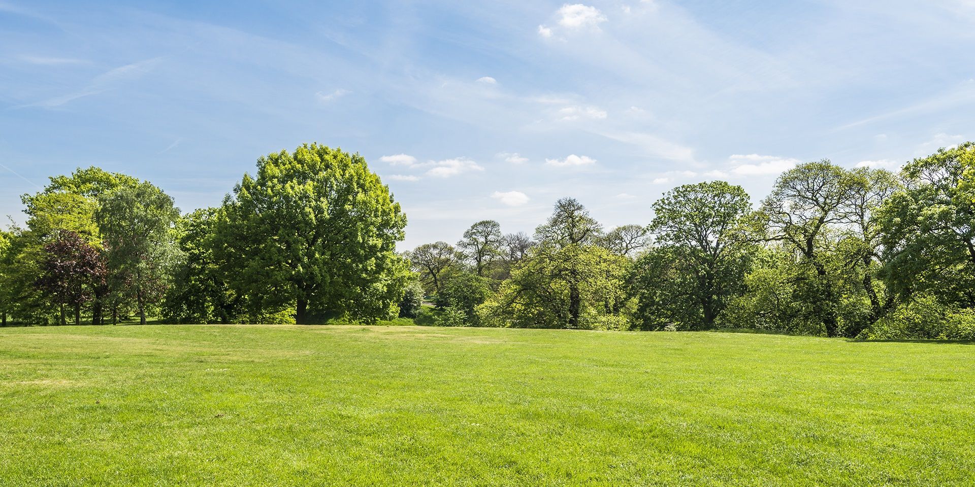 trees-lining-a-sunny-field