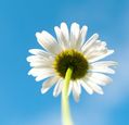 underside-of-a-daisy-set-against-a-blue-sky