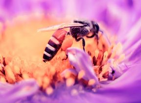 wasp-on-a-purple-flower
