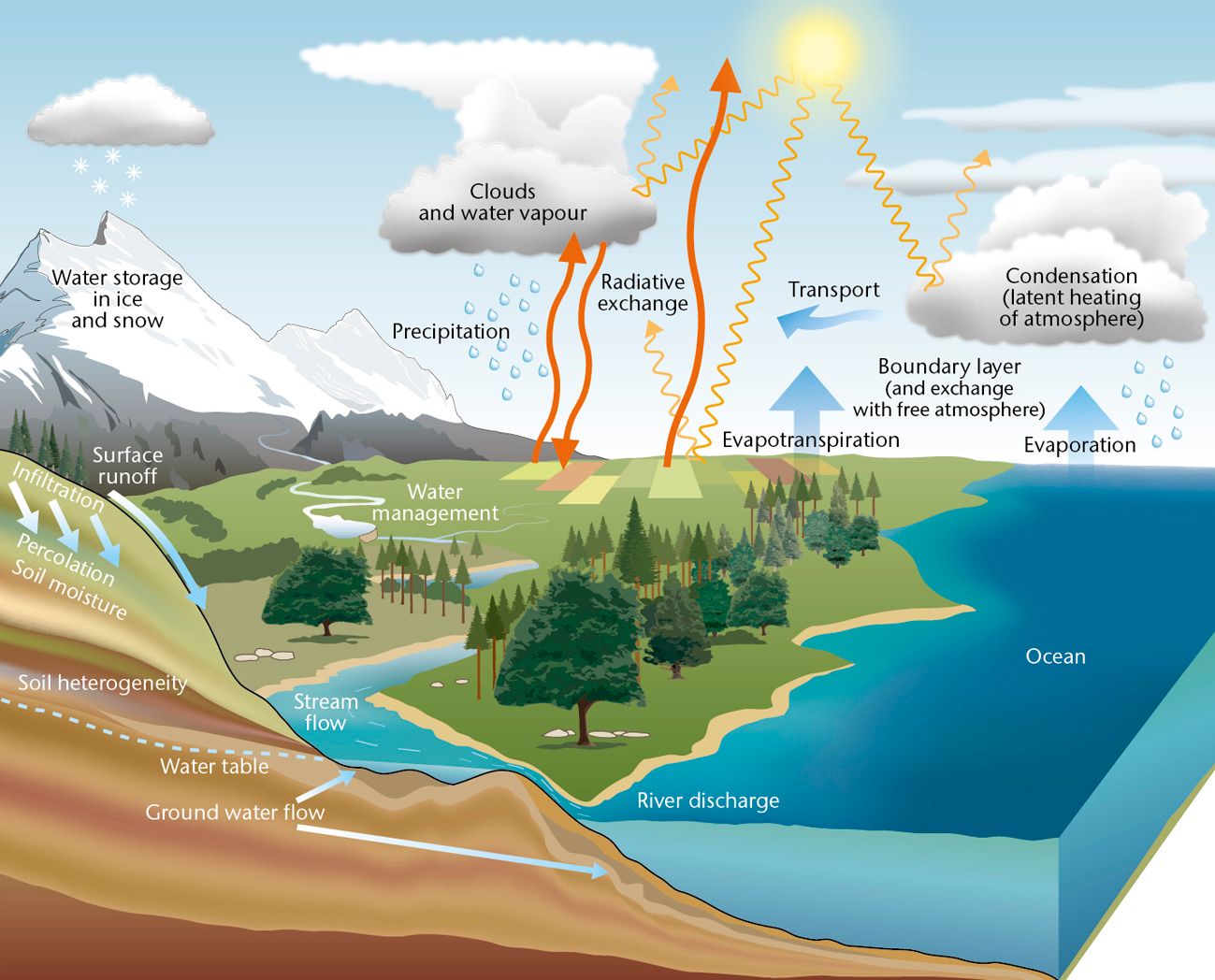 Illustration of the water cycle. Shows processes that transfer water between the surface and the atmosphere, such as: precipitation; evapotranspiration; evaporation; condensation; infiltration; percolation; and radiative exchange.