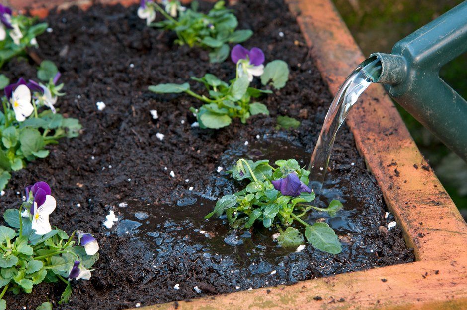 watering-plants-in-a-pot