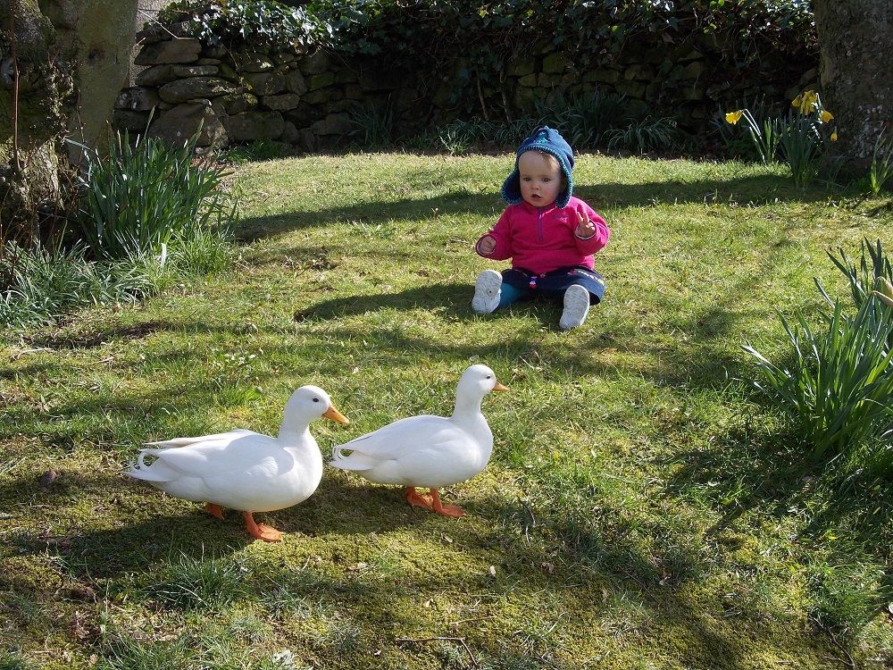 A small child sat on the grass looking at two white ducks