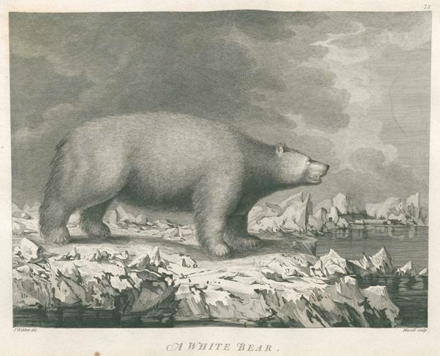 white_bear