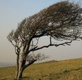 wind-blowing-a-tree