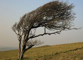 wind-blowing-a-tree