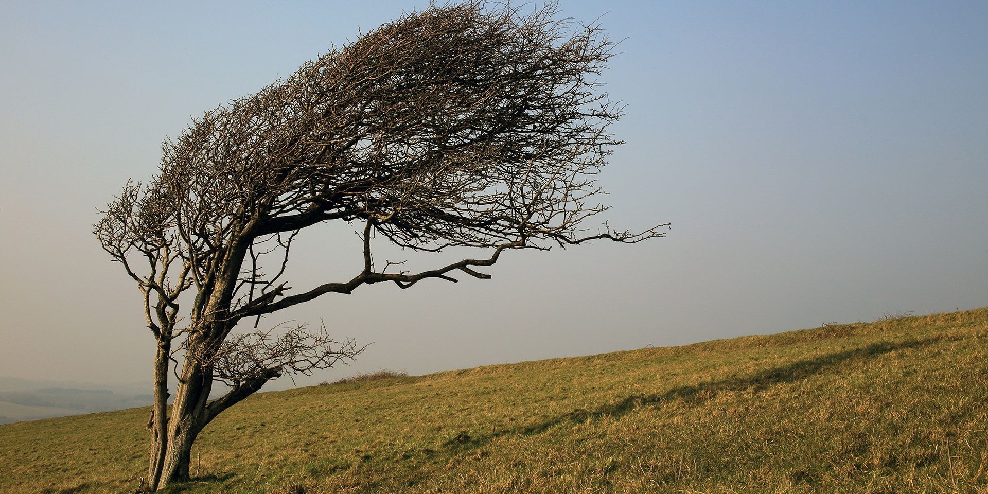 wind-blowing-a-tree