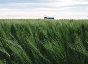 wind-blowing-through-a-field