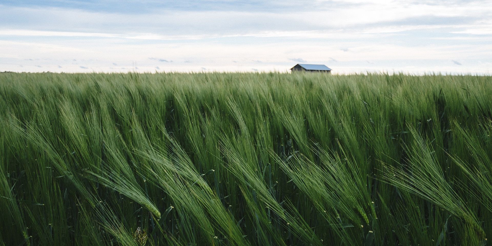 wind-blowing-through-a-field