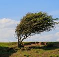 wind-blown-tree