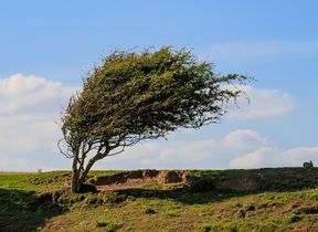 wind-blown-tree