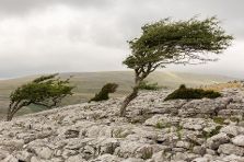 Wind blown tree