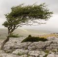 windswept-trees