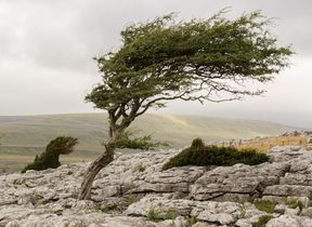 windswept-trees