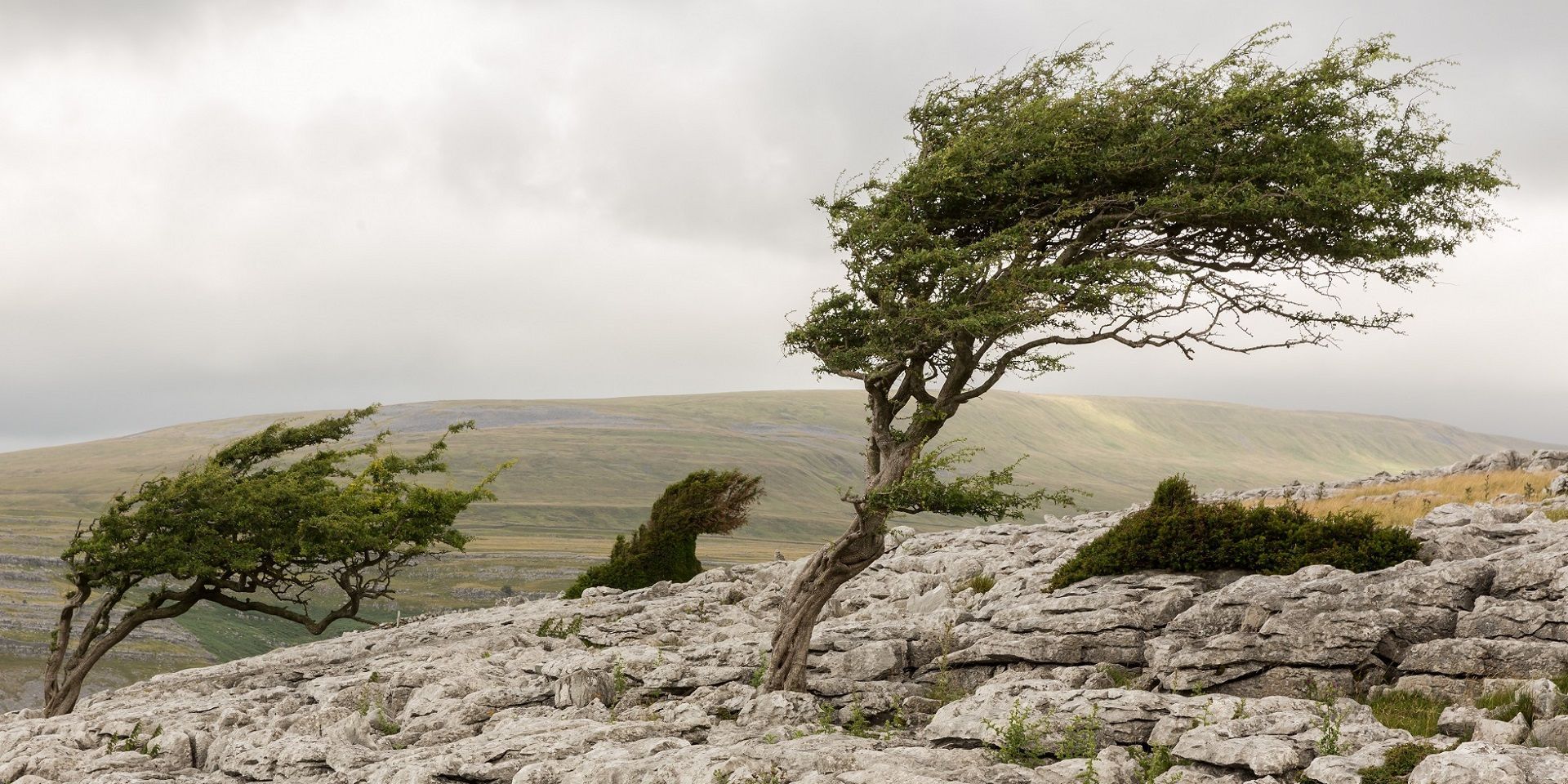 Windswept trees