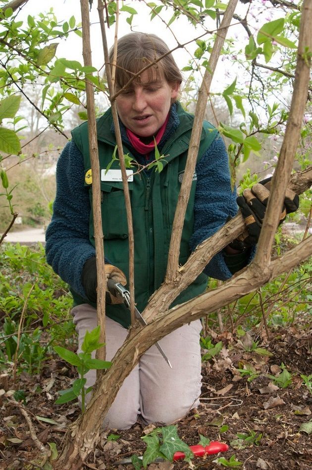 winter-pruning-rhs_pub0035401
