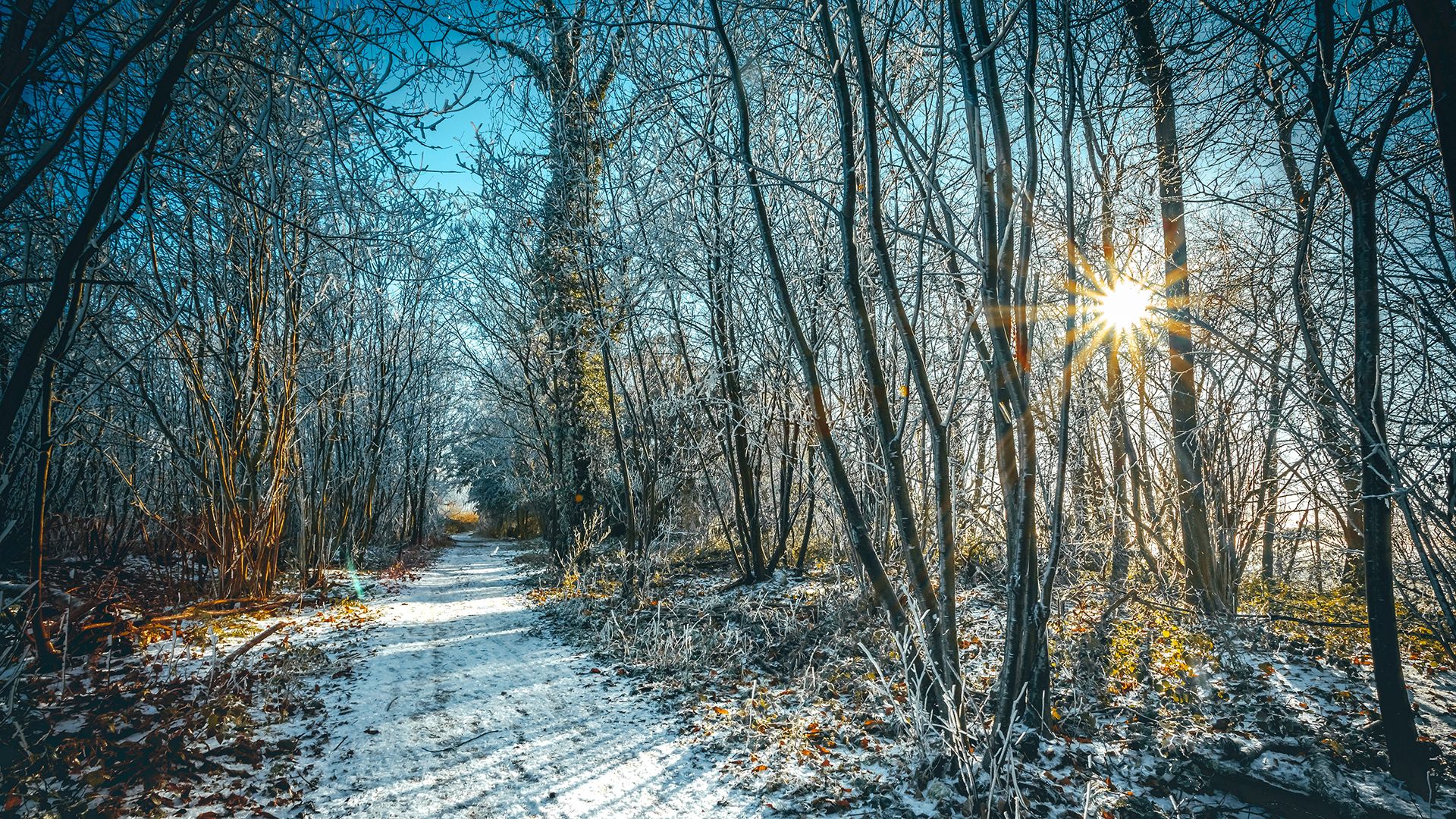 winter-snow-dusting-with-sunshine-trees-path