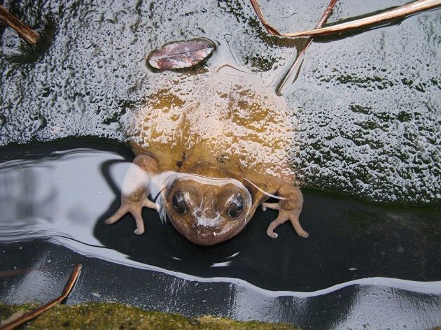 winter-wildlife-rhs_scn0001637