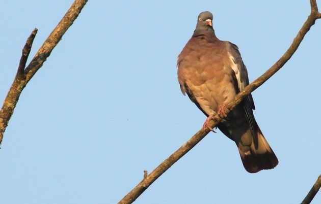 woodpigeon-grahame-madge-for-rhs-630px
