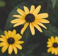 yellow-flowers