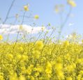 yellow-flowers-in-a-sunny-field-photo-jeremy-bishop