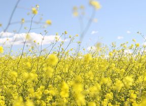 yellow-flowers-in-a-sunny-field-photo-jeremy-bishop