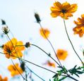 yellow-flowers-looking-up-to-a-blue-sky