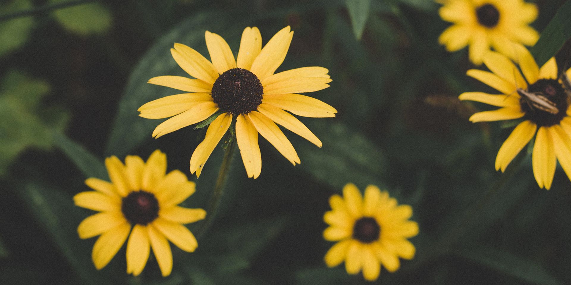 Gardening with flowers