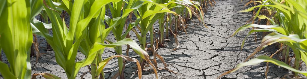 Parched ground in a cornfield during a drought