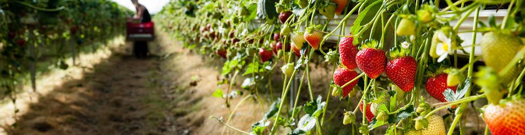 Strawberry field in a greenhouse